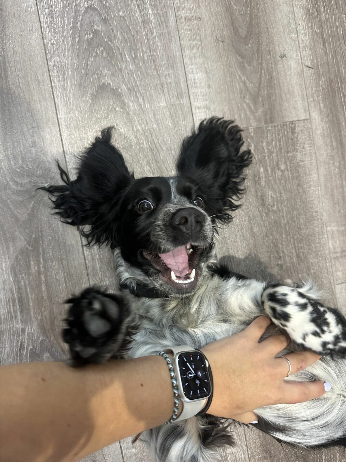 Maisie on her back on the shop floor enjoying a belly rub